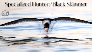 Black Skimmer Bird Catching Fish #birds #wildlife #nature #birdspecies