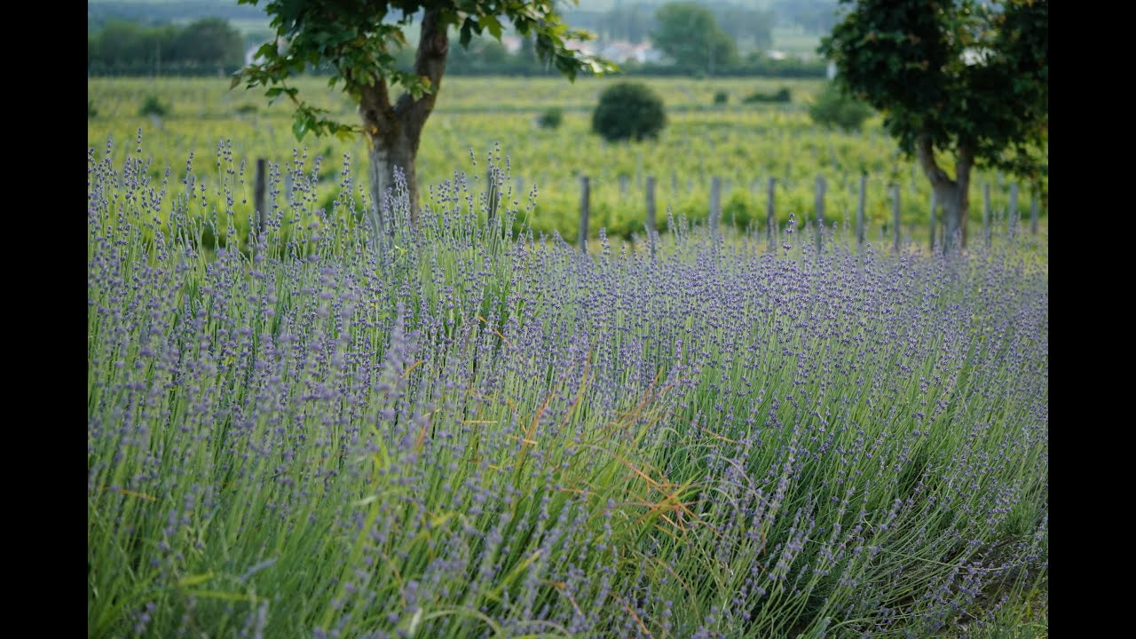 Усадьба Семигорье, Краснодарский край - YouTube