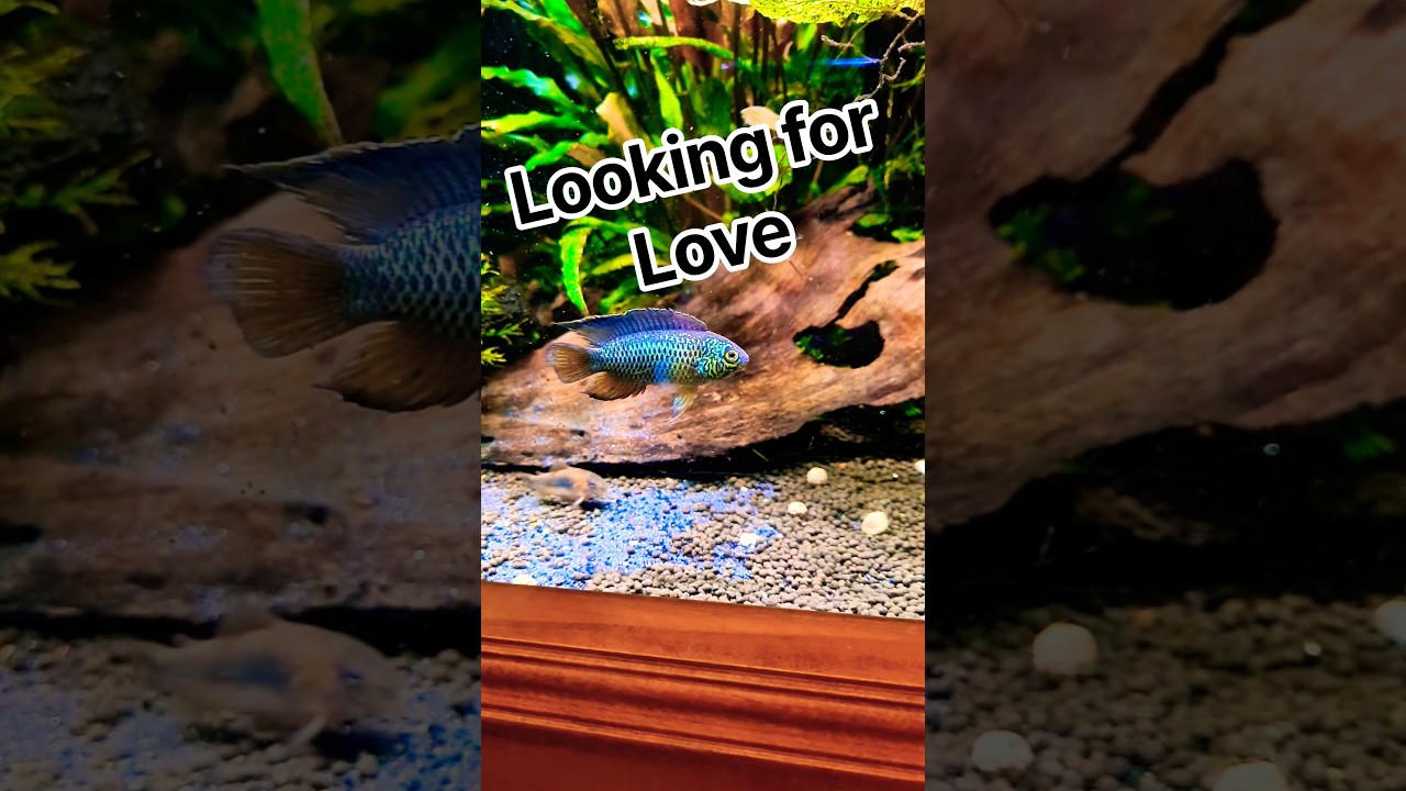 FISH Looking for LOVE #exoticaquariumfish #aquarium #fishtank #fish