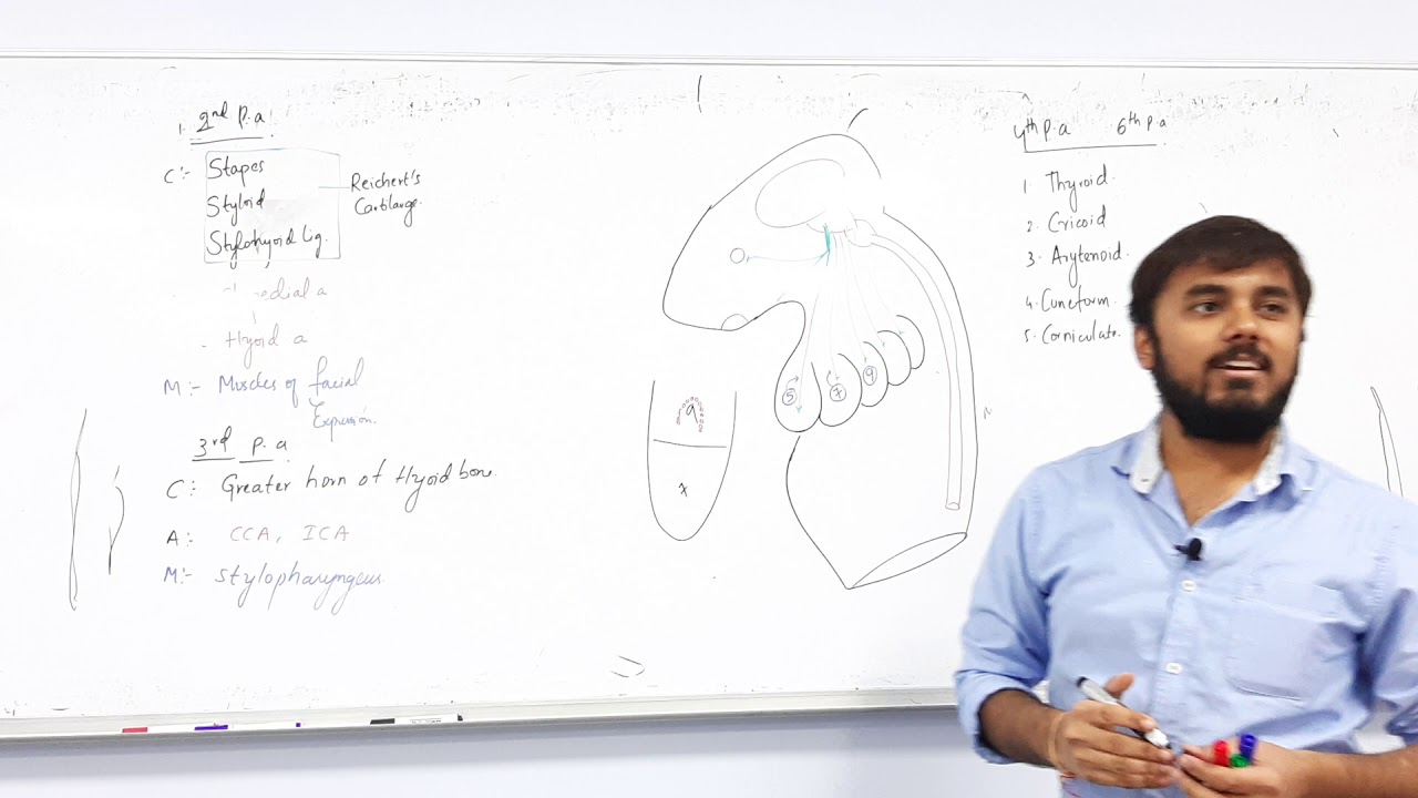 Pharyngeal arches | EMBRYOLOGY Part 2 - YouTube