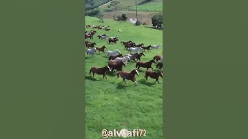 { ردوها علي فطفق مسحا بالسوق والأعناق }القارئ سلمان العتيبي