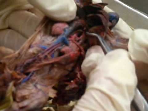 Student Narrated Rat Circulatory System - YouTube