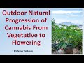 Outdoor natural progression of cannabis from vegetative to flowering