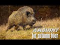 Ambush for autumn boar - Driven hunt in Bulgaria - wild boar driven hunting in Bulgaria