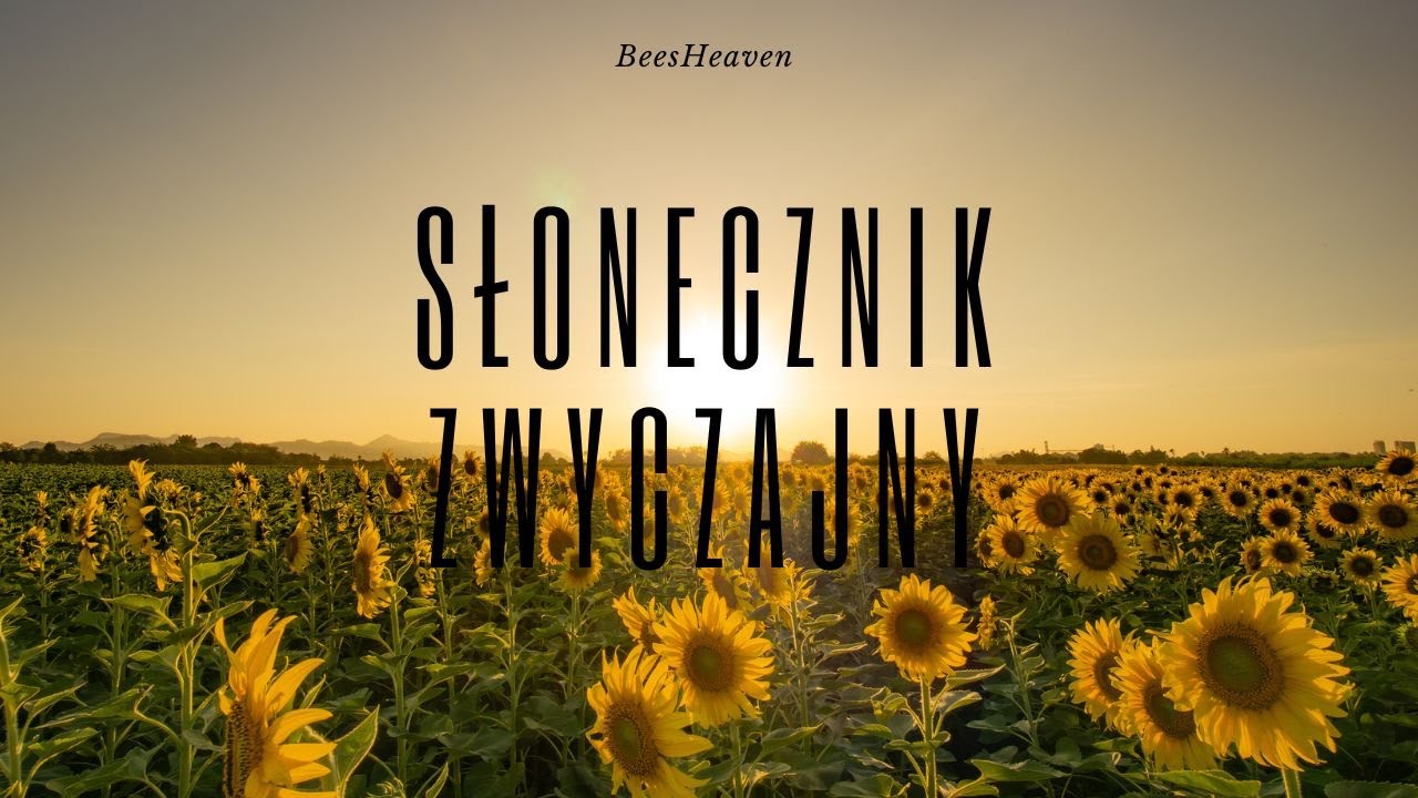 Pożytki pszczele 2# - Słonecznik zwyczajny