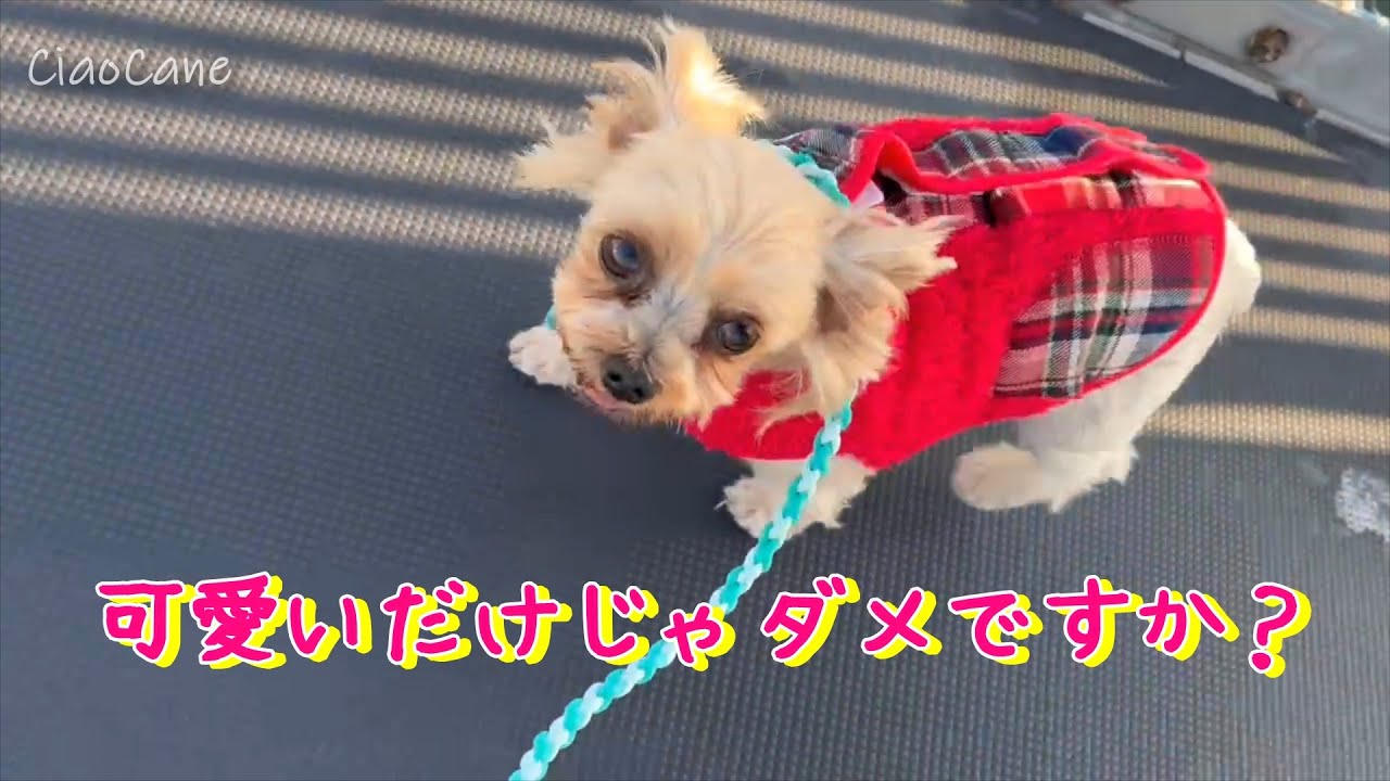 ただミルクを見ていたい2026【チャオカーネ】