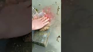 Essence Sari Pati Pelet Ikan Ajaib ? #akuarium #ikanhias #ikan
