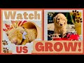 Watch Goldendoodle puppies grow! Birth to 8 weeks!