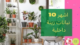 اشهر 10 نباتات زينة داخلية