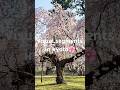 近衞邸跡の枝垂れ桜 京都御所 Imperial palace Kyoto #sakura #imperialpalace #kimono #spring #kyoto #japan