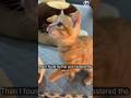 Orange Kitten! #shorts