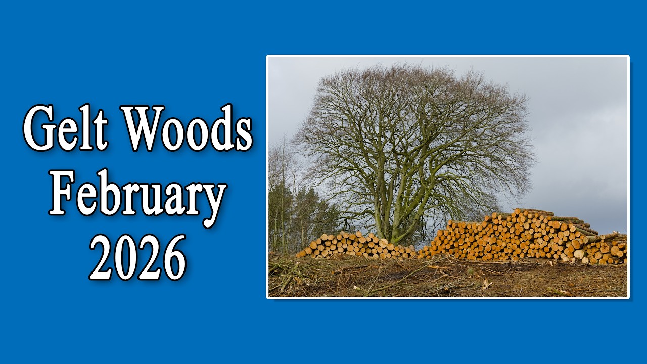 Gelt Woods Feb 2026