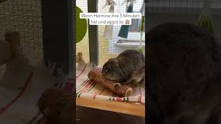 Wenn Hermine Ihre 5 Minuten Hat