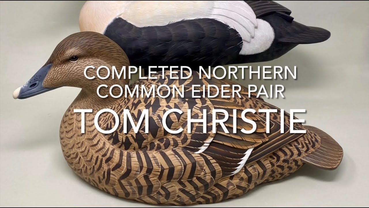 Completed Northern Common Eider Pair