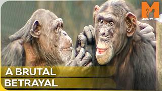 The Alpha Male Violently Turns on a Disabled Ape | Monkey Life Season 1 Episode 13
