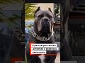 Los cinco perros que vencen al temido y poderoso cane corso. #shortvideo #perros #dog #cane corso