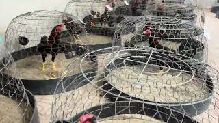 Tham Quan Trại Gà Thanh Hậu Giang Nhé