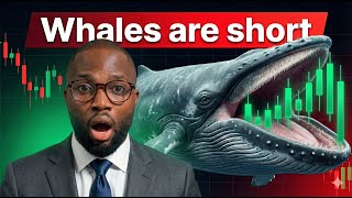 Are Bitcoin Whales Hiding Something Big? On-Chain Data Reveals the Truth