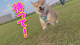 This adorable puppy chases after people as soon as he spots them