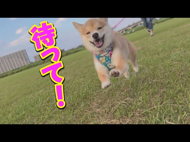 This adorable puppy chases after people as soon as he spots them