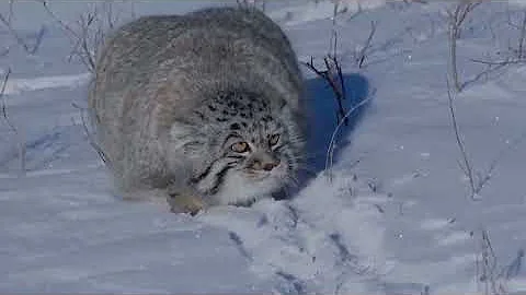 Pallas Cat