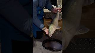 These Walleye Are Special