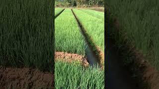 Wes ketok opone rek iki?