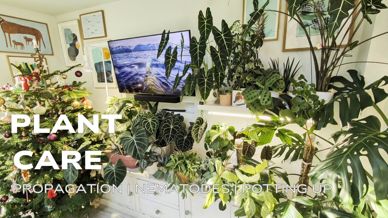 Солнечное утро, полное работы с растениями ☀️ Обрезаем большую монстеру, используем нематод и выр...