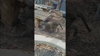 Yellow tinted monkeys at Kansas City Zoo! #shorts #zoo #monkey #animals #family #ditl #fypシ #fyp