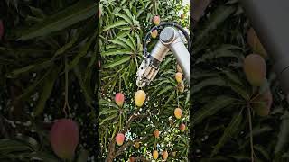 yummy 🤤 Mango cutting machine 🍥