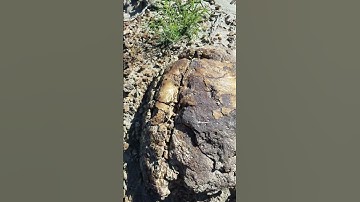Finding a fossilized turtle in the wild #shorts #fossil