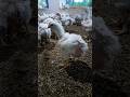 30 days old borlier chicks cow kite aqibali tiktok viral imrankhan shorts