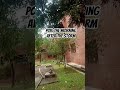 #moonsoon #viralvideo #nature #foryou #flowers #ihavethisthingwithplants #garden #likeandsubscribe