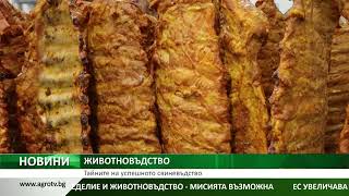 ЖИВОТНОВЪДСТВО: Тайните на успешното свиневъдство