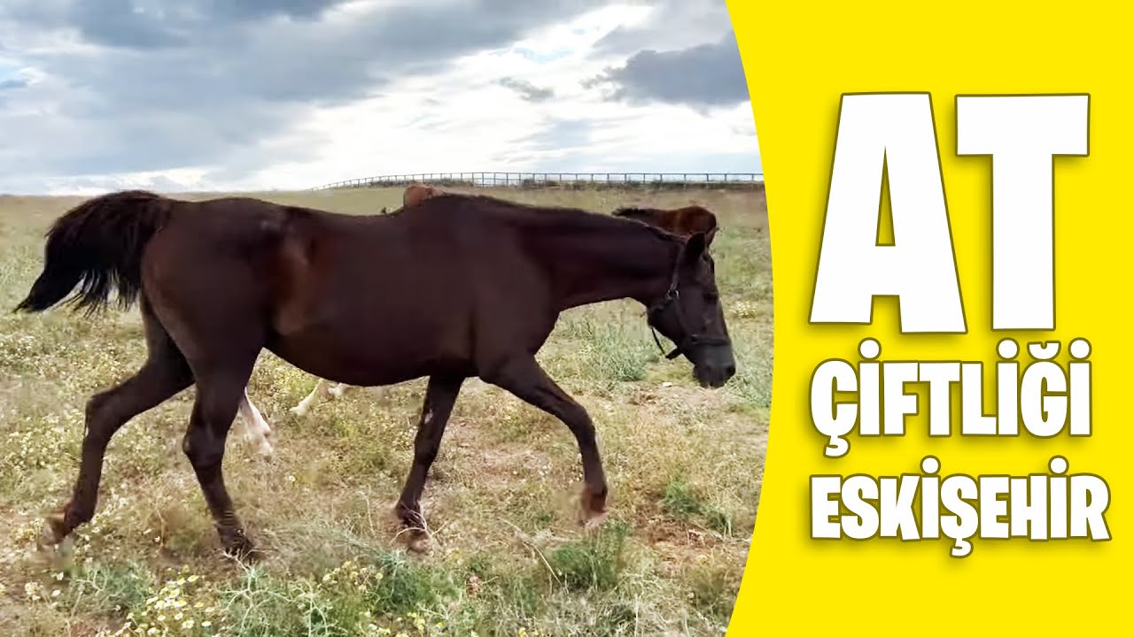 AT ÇİFTLİĞİ ESKİŞEHİR