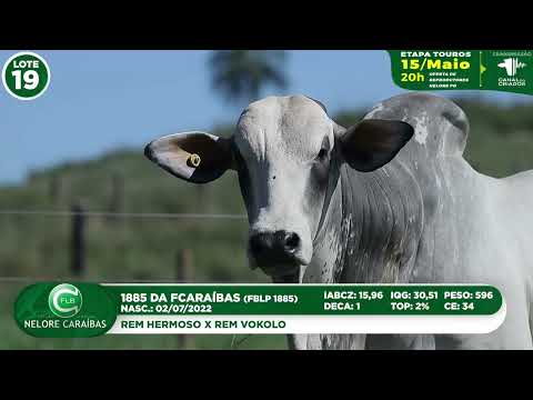 LOTE 19   FBLP 1885