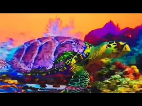 Psychedelic Turtle - Schlangin Pixels Production (Pure Imagination ...