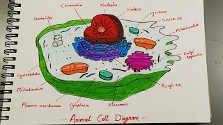 Animal Cell Diagram: How to Draw It Perfectly
