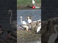 Watch| Spot- Billed Pelicans Spotted In Thoothukudi Wetlands