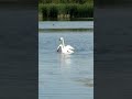 Swan’s sex education for spring baby