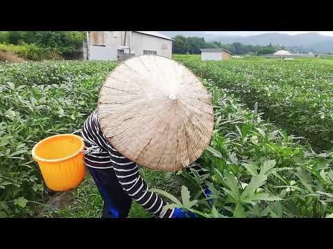 Videó: Okra Paradicsompürében Rizzsel