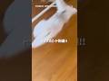 猫、F1参戦⁉︎速すぎて映らない件‼︎