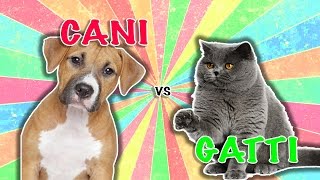 Cani Vs Gatti: la sfida del 2017 in questo video divertente by CRAZY ANIMALS 16,088 views 7 years ago 5 minutes, 33 seconds