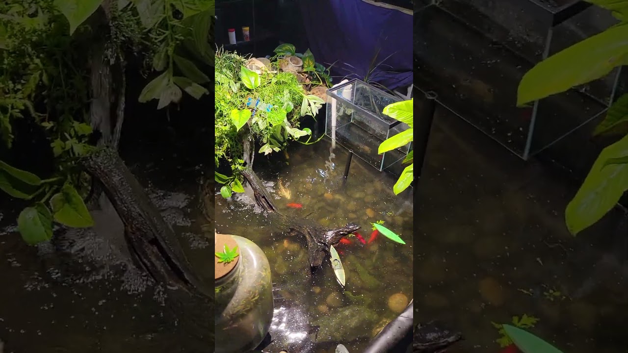 Indoor Koi Pond Gets A Big Water Change #koi #goldfish