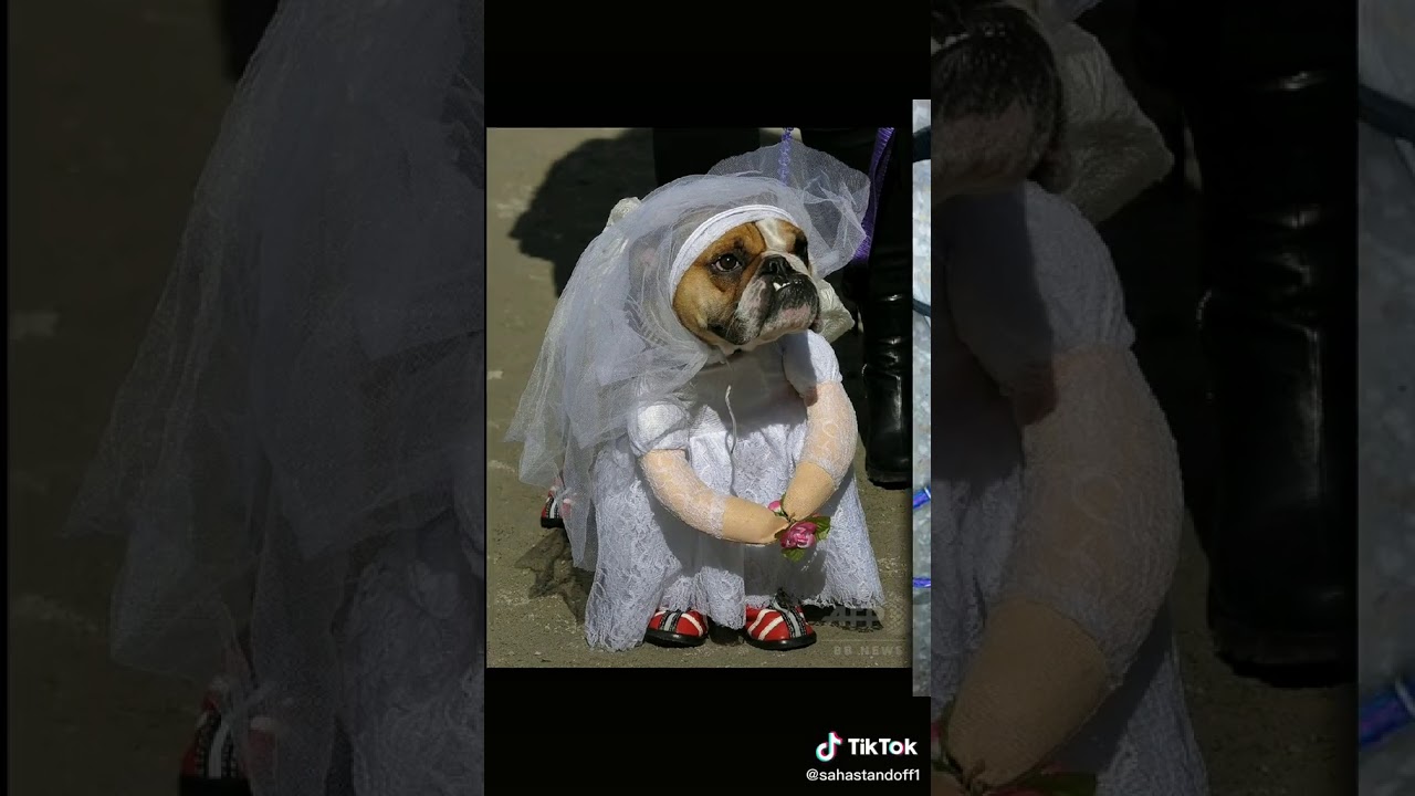 смешные фота с животнами