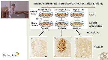 GMP-compliant hESC-derived dopaminergic neurons