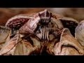 Robber Crabs: Facts and Trivia