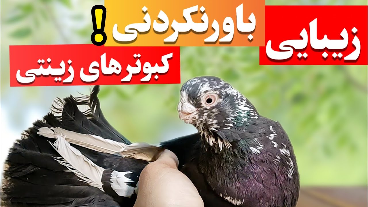 چرا این جفت کبوتر زینتی اروپایی همه رو شگفت‌زده کرده؟ (زیبایی غیرقابل باور!)"😍🕊️