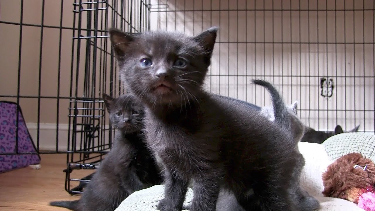 Magic 98.3's Debbie Mazella with Kittens!