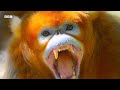 Remarkable Monkey Moments | BBC Earth